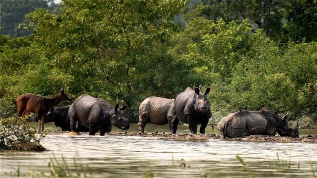 National parks and wildlife sanctuaries in Assam have the largest number of rhinos in Asia.(PTI file)
