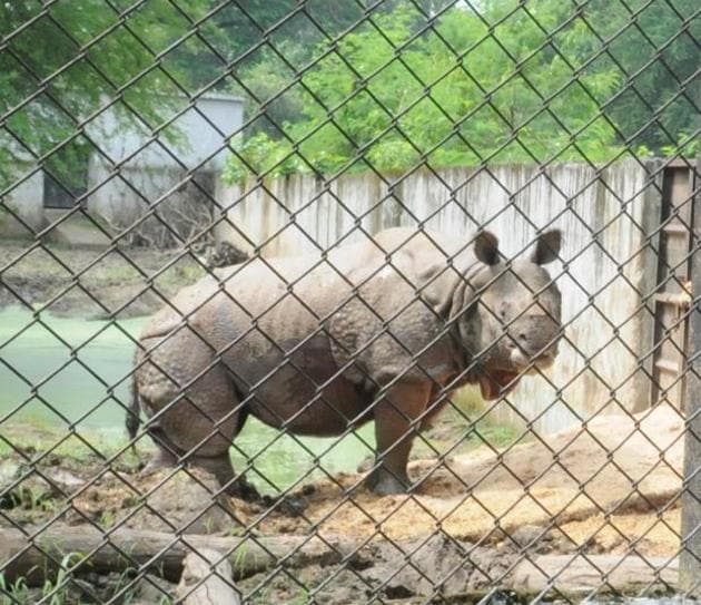 A rhinoceros at the Patna zoo.(AP Dube/HT photo)