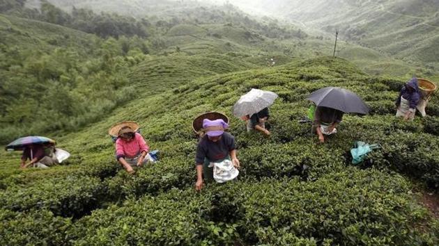 The local economy and trade also felt the ripples of the bandh called by the GJM in support of the Gorkhaland demand. For instance, with production in the area’s 87 tea plantations at a halt and losses amounting to Rs. 400 crore, tea estates and supply to auction houses were especially hit. This will affect as many as 90,000 workers and can potentially trigger a spat between local political parties and estate owners. (Rupak De Chowdhuri / Reuters) The local economy and trade also felt the ripples of the bandh called by the GJM in support of the Gorkhaland demand. For instance, with production in the area’s 87 tea plantations at a halt and losses amounting to Rs. 400 crore, tea estates and supply to auction houses were especially hit. This will affect as many as 90,000 workers and can potentially trigger a spat between local political parties and estate owners. (Rupak De Chowdhuri / Reuters)