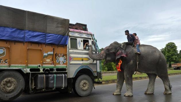 An Indian mahout rides an elephant as he collects money from a driver on the National Highway, some 35kms from Dharmanagar in the northeastern state of Tripura . (AFP) An Indian mahout rides an elephant as he collects money from a driver on the National Highway, some 35kms from Dharmanagar in the northeastern state of Tripura . (AFP)