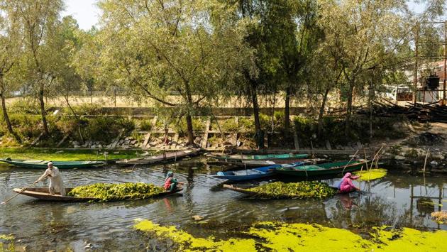 Women row their boats full of lotus leaves in the backwaters of the DalLake in Srinagar. (Waseem Andrabi / hT photo) Women row their boats full of lotus leaves in the backwaters of the DalLake in Srinagar. (Waseem Andrabi / hT photo)