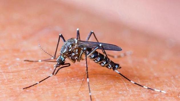 Last year, two Ambernath residents were suspected to have died of dengue. The civic body, however, confirmed that only one succumbed to the mosquito-borne viral disease.(HT File)