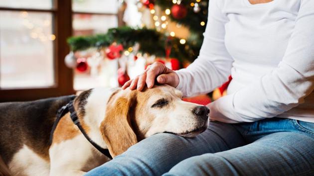Dogs have developed a unique ability to work together with humans. (Shutterstock) Dogs have developed a unique ability to work together with humans. (Shutterstock)