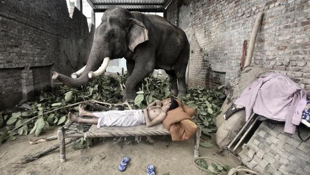 The mahout shares the most intimate relationship with the elephant, as seen in Mukut Yadav’s case. They live in the same space like siblings. (Arun Sharma / HT PHOTO)