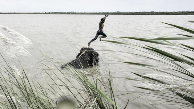 Everyday, Ali’s elephants Lakshmi and Dhanmati walk from Wazirabad to the Yamuna to roll around in its waters before grazing on the wild grass that grows on the riverbed. (Arun Sharma / HT PHOTO)