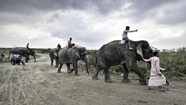 The tuskers of Wazirabad are taken for their daily walk to the Yamuna. During the British rule, elephants were used primarily for ceremonial practices in the royal courts, as well as for carrying logs of wood back from the forests of Assam and Arunachal Pradesh. (Arun Sharma / HT PHOTO)