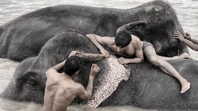 Each mahout has two assistants who help in the bathing of the elephants. Back in Sangam Vihar, sheds are built to fit the specifications regarding height and spacing as mandated by law for elephants. (Arun Sharma / HT PHOTO)