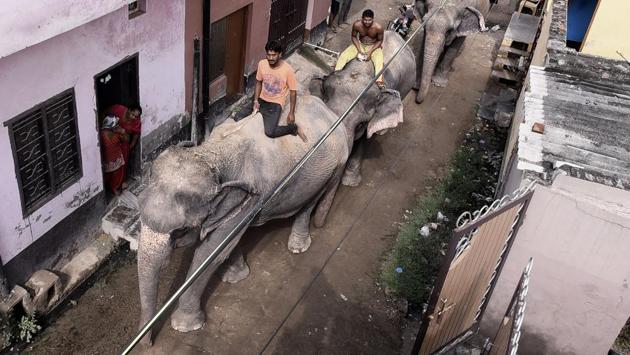 Parading them through ‘Haathi wali Galli’ in Wazirabad is a daily affair and the lane has become a landmark of sorts in Sangam Vihar. (Arun Sharma / HT PHOTO)