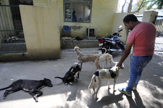 Dogs at Noida Shelter for animals.(Sunil Ghosh/HT Photo)