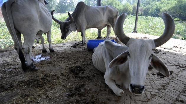 The sanctuary, also called Kamdhenu Gau Abhyaranya has been developed by the MP Gau Samvardhan Board in Salaria village, nearly 50 kms from the district headquarters.(HT File Photo)