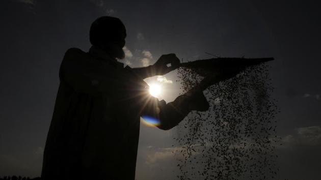 A Kashmiri farmer winnows while harvesting rice from a field on the outskirts of Srinagar. India is one of the world’s largest producers of white rice and brown rice, accounting for 25% of the global production. It is India’s pre-eminent crop and is the staple food of the people of the eastern and southern parts of the country. (Waseem Andrabi / HT Photo) 