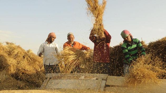 Farmers thrash rice from harvested paddy. Rice is the staple food in Kashmir, with its cultivation widely carried out in the Jammu plain, in isolated tracts in the hilly areas and the side-valleys. This crop has the distinction of being the most extensively cultivated in Jammu and Kashmir.  (Waseem Andrabi / HT Photo) 