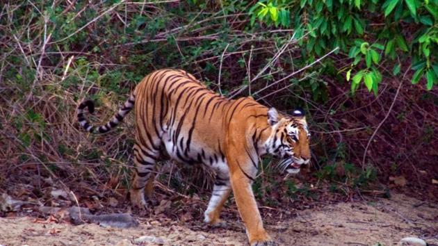 Nepal is home to about 200 tigers. India has 2,226 big cats.(HT Photo)