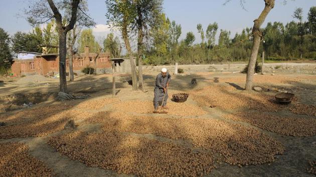 The walnuts are sun-dried once the cleaning is done. Kashmiri walnuts exported to different regions such as the Middle East, Eastern and Western Europe and in Asian countries. Walnuts contain healthy Omega 3 fats,  known to improve artery function. The Omega 3 fat in walnuts also helps keep bones healthy against decreasing strength due to advancements in age.  (Waseem Andrabi / HT Photo) 