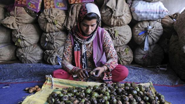 A woman removes the green outer husk from  fresh walnuts. These begin making their way to the markets September onwards and the dehusked kernels follow two to three weeks later; the peak arrival season spanning November to January. Kashmir’s walnuts are widely known for their superior quality and taste and find great demand in markets locally and abroad. (Waseem Andrabi / HT Photo) 