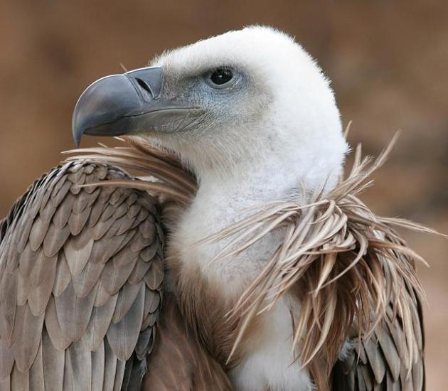 vulture and eagle