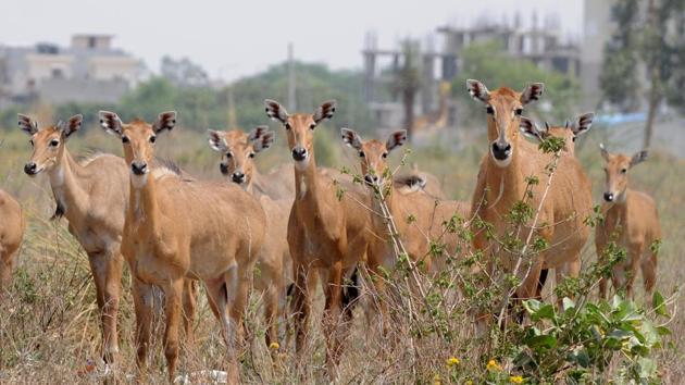 Nilgai menace gives Bihar farmers sleepless nights | Latest News India - Hindustan Times Nilgai menace gives Bihar farmers sleepless nights | Latest News India - Hindustan Times