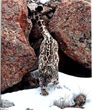 The actual population of the snow leopard is not known in Uttarakhand; a 2015 survey of Trans-Himalayas reported 39 evidence in the form of pug marks, scats and others. (Photo courtesy WII) The actual population of the snow leopard is not known in Uttarakhand; a 2015 survey of Trans-Himalayas reported 39 evidence in the form of pug marks, scats and others. (Photo courtesy WII)