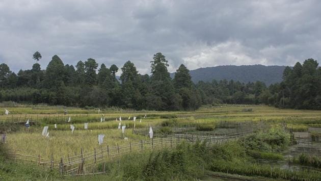 The Ziro valley is lush and quiet, where one can actually hear crickets in the paddy fields. Getting there takes an overnight train journey from Guwahati. (Paroma Mukherjee / HT Photo) The Ziro valley is lush and quiet, where one can actually hear crickets in the paddy fields. Getting there takes an overnight train journey from Guwahati. (Paroma Mukherjee / HT Photo)