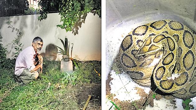 Salim Khan in a Panchkula bungalow garden; and (right) a captured viper.(Vikramjit Singh)