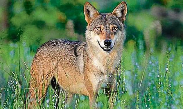 A representative image of Indian wolf. Still acclimatising to the new environment, the seven animals and birds will be released in thier enclosure for public viewing by October 8. A representative image of Indian wolf. Still acclimatising to the new environment, the seven animals and birds will be released in thier enclosure for public viewing by October 8.