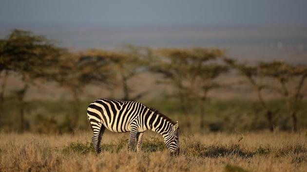 In the lush grasslands of Laikipia, Kenya, a zebra grazes in peace. The Maasai Cricket Warriors from Kenya have picked up cricket bats and balls, shed their hunting spears, and are on a mission to raise awareness about various social issues. (Francois Nel / Getty Images) In the lush grasslands of Laikipia, Kenya, a zebra grazes in peace. The Maasai Cricket Warriors from Kenya have picked up cricket bats and balls, shed their hunting spears, and are on a mission to raise awareness about various social issues. (Francois Nel / Getty Images)