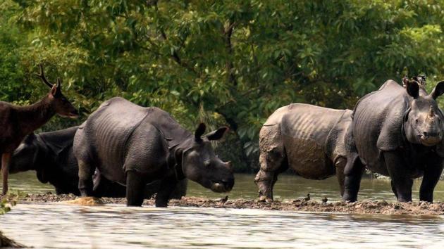 Rhinos and a deer at the flooded Kaziranga National Park in Nagaon district of Assam. (PTI File Photo) Rhinos and a deer at the flooded Kaziranga National Park in Nagaon district of Assam. (PTI File Photo)