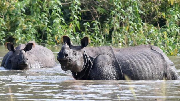 One-horned rhinoceros wade through flood waters in a submerged area of the Pobitora wildlife sanctuary in India's northeastern Assam state on July 5, 2017.(AFP File Photo)