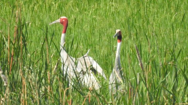 Sarus cranes at a wetland in Kota. (AH Zaidi/HT) Sarus cranes at a wetland in Kota. (AH Zaidi/HT)