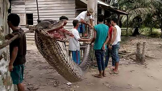 This handout picture taken on September 30, 2017 and released on October 4, 2017 by the Batang Gansal Police shows villagers beside a 7.8 metre (25.6 foot) long python which was killed after it attacked an Indonesian man, nearly severing his arm, in the remote Batang Gansal subdistrict of Sumatra island. (AFP Photo) This handout picture taken on September 30, 2017 and released on October 4, 2017 by the Batang Gansal Police shows villagers beside a 7.8 metre (25.6 foot) long python which was killed after it attacked an Indonesian man, nearly severing his arm, in the remote Batang Gansal subdistrict of Sumatra island. (AFP Photo)