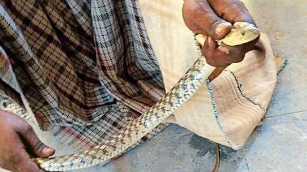 The guard called a snake charmer for help after three snakes were spotted at a government school in Haibowal Khurd. (HT Photo) The guard called a snake charmer for help after three snakes were spotted at a government school in Haibowal Khurd. (HT Photo)
