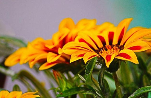 Ayodhya is home to a large number of small and big temples. But there is no proper arrangement in place for disposal of floral waste. (HT File Photo) Ayodhya is home to a large number of small and big temples. But there is no proper arrangement in place for disposal of floral waste. (HT File Photo)