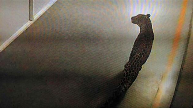 Despite being spotted in the CCTV footage, the leopard was not traced till the evening, keeping the staff, wildlife officials and the police on their toes. (Parveen Kumar/HT Photo) Despite being spotted in the CCTV footage, the leopard was not traced till the evening, keeping the staff, wildlife officials and the police on their toes. (Parveen Kumar/HT Photo)