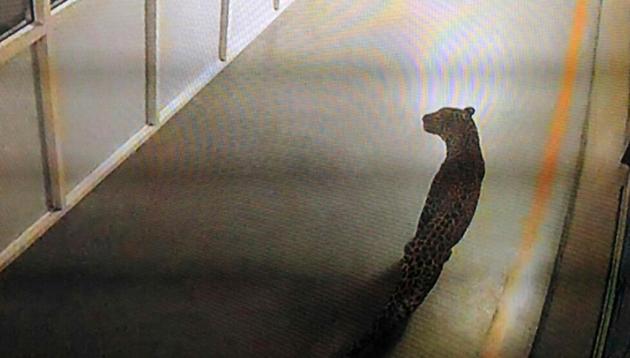 CCTV grab of leopard spotted in the Maruti Suzuki plant in Manesar. (Parveen Kumar/HT Photo) CCTV grab of leopard spotted in the Maruti Suzuki plant in Manesar. (Parveen Kumar/HT Photo)