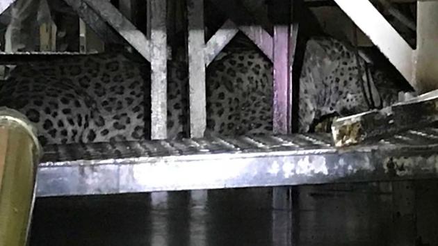 The big cat was spotted at 1.45pm by the officials who were monitoring CCTV cameras in the plant.(Handout) The big cat was spotted at 1.45pm by the officials who were monitoring CCTV cameras in the plant.(Handout)