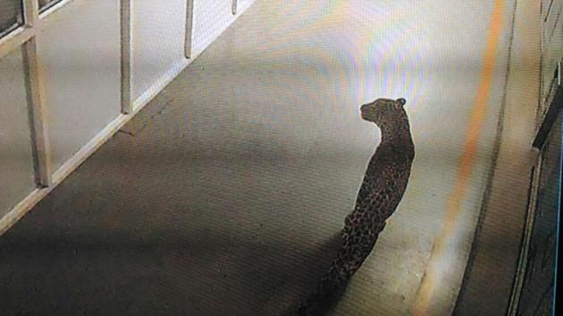 A leopard caught on a CCTV camera at Maruti Suzuki’s Manesar plant.(CCTV grab)