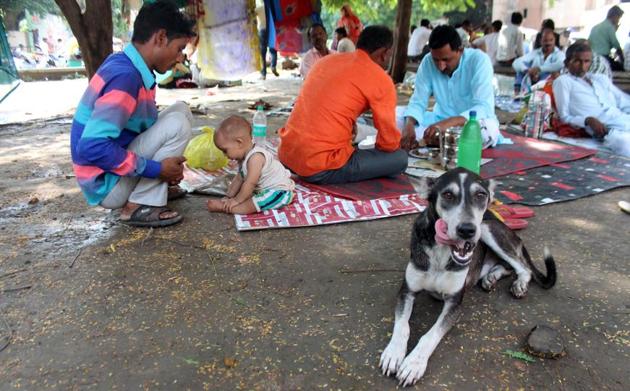 KGMU trauma centre is not free of canine menace. (HT Photo) KGMU trauma centre is not free of canine menace. (HT Photo)