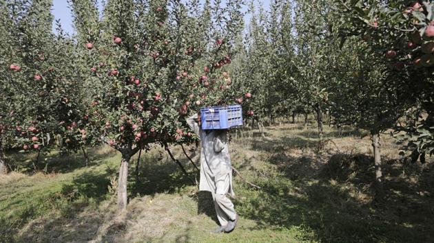 Once the fruits are nearly ripe, they lend the trees in the orchards a lovely, blush-pink colour. Seen here is a farmer carrying a crate of freshly plucked apples in an orchard in Budgam for sorting. (Waseem Andrabi / HT Photo)