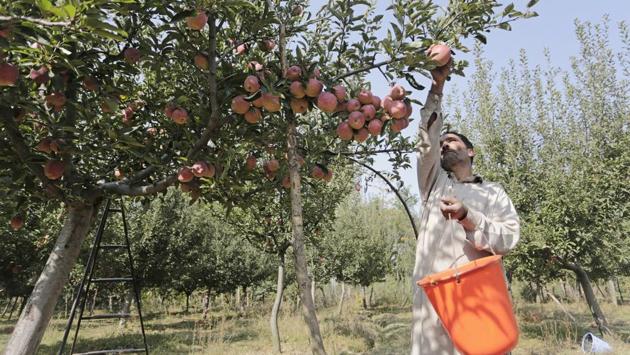 Despite rains and snowfall in April this year, the apple orchards of Budgam have managed to salvage the fruit crop so as to see a good harvest. (Waseem Andrabi / HT Photo)