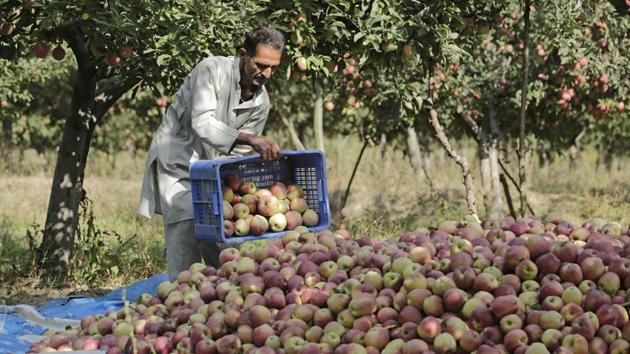 Known for producing indigenous varieties, Kashmir leads apple production in India. The story started in the 1950s soon after the land reforms and in 1952, apple cultivation covered 12,000 hectares in the north of Kashmir. (Waseem Andrabi / HT Photo)