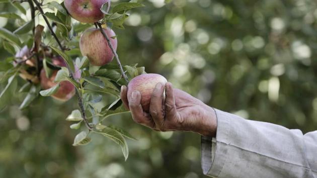 The process of plucking an apple covered in dew off a tree is joyous. The apple (Malus pumila) is commercially the most important temperate fruit and ranks fourth among the most widely produced fruits in the world after banana, orange and grape. (Waseem Andrabi / HT Photo)