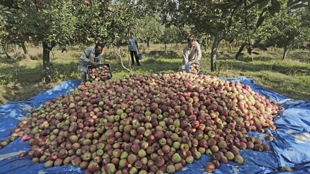 A batch from the harvest is laid out in the orchard for final packaging and shipping to local and inter-state markets. Kashmir alone accounts for about 70% of India’s produce of apples. (Waseem Andrabi / HT Photo)