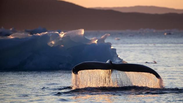 A humpback whale dives while swimming in the Nuup Kangerlua fjord near Nuuk in Greenland. ‘People are so far removed from the Arctic that they don't understand it, they don't know it and they don't love it,’ said Paula von Weller, a field biologist. ‘I think it's important for people to see what's here and to fall in love with it and have a bond and want to protect it.’ (David Goldman / AP)