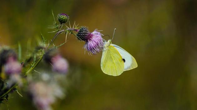 In the orchards of Budgam, a butterfly is seen sucking nectar from a plant. Butterflies and bees are key to apple crop farming and the pollination process. But there’s been a steady decline and some farmers are even hiring insects to ensure pollination. (Waseem Andrabi / HT Photo)