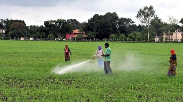 Farmers sprinkle insecticide on soyabean saplings in Indore on July 31, 2014.(HT File Photo)