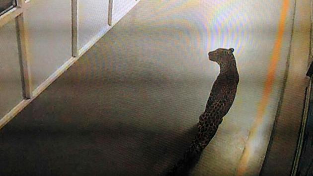 In Gurgaon, a full-grown leopard was spotted at the Maruti Suzuki manufacturing plant in Manesar in the wee hours of Thursday morning. The workers were asked to stop work because of the presence of the leopard in the Engine Plant. (Tsering Topgyal / AP) In Gurgaon, a full-grown leopard was spotted at the Maruti Suzuki manufacturing plant in Manesar in the wee hours of Thursday morning. The workers were asked to stop work because of the presence of the leopard in the Engine Plant. (Tsering Topgyal / AP)