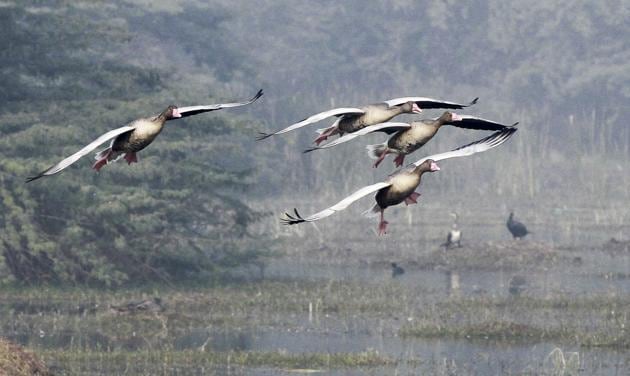 The Sultanpur National Park draws migratory birds every winter. (HT FILE) The Sultanpur National Park draws migratory birds every winter. (HT FILE)