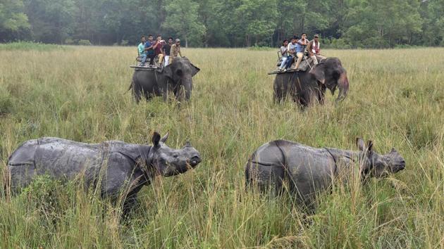 Tourists riding on elephants look at a pair of Indian one-horn rhinos at the Pobitora wildlife sanctuary, some 55 kilometres east of Guwahati. After a devastating wave of floods, Pobitora wildlife sanctuary and Kaziranga National Park have been reopened for tourist season. (Biju Boro / AFP) Tourists riding on elephants look at a pair of Indian one-horn rhinos at the Pobitora wildlife sanctuary, some 55 kilometres east of Guwahati. After a devastating wave of floods, Pobitora wildlife sanctuary and Kaziranga National Park have been reopened for tourist season. (Biju Boro / AFP)