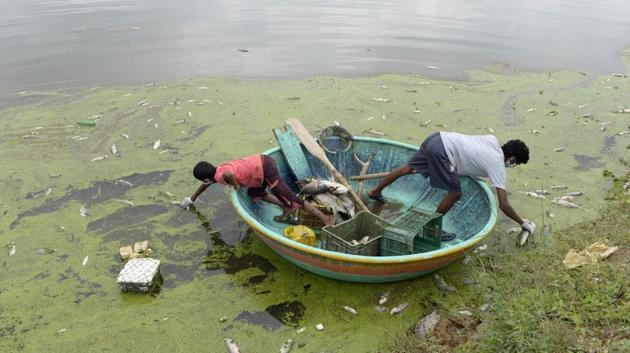 Indian fishermen collect dead fish in Gandi Lake in Sangareddy district near Hyderabad. Authorities said around 70 to 80 percent of the fish in Gandi Lake had died after chemical waste was released from a nearby industrial estate following heavy rains. (Noah SEELAM / AFP) Indian fishermen collect dead fish in Gandi Lake in Sangareddy district near Hyderabad. Authorities said around 70 to 80 percent of the fish in Gandi Lake had died after chemical waste was released from a nearby industrial estate following heavy rains. (Noah SEELAM / AFP)