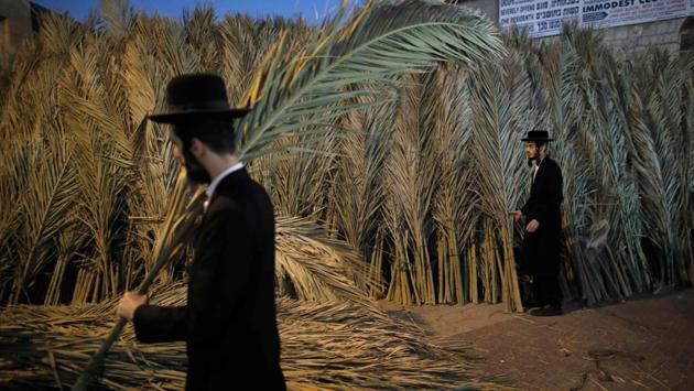 An Ultra-Orthodox Jewish man carries palm branches for the roof of his Sukkah, a temporary hut constructed for use during the week-long Jewish festival of Sukkot in which people eat and sleep in makeshift booths to commemorate the exodus of Jews from Egypt some 3200 years ago. (Menahem Kahana / AFP) An Ultra-Orthodox Jewish man carries palm branches for the roof of his Sukkah, a temporary hut constructed for use during the week-long Jewish festival of Sukkot in which people eat and sleep in makeshift booths to commemorate the exodus of Jews from Egypt some 3200 years ago. (Menahem Kahana / AFP)